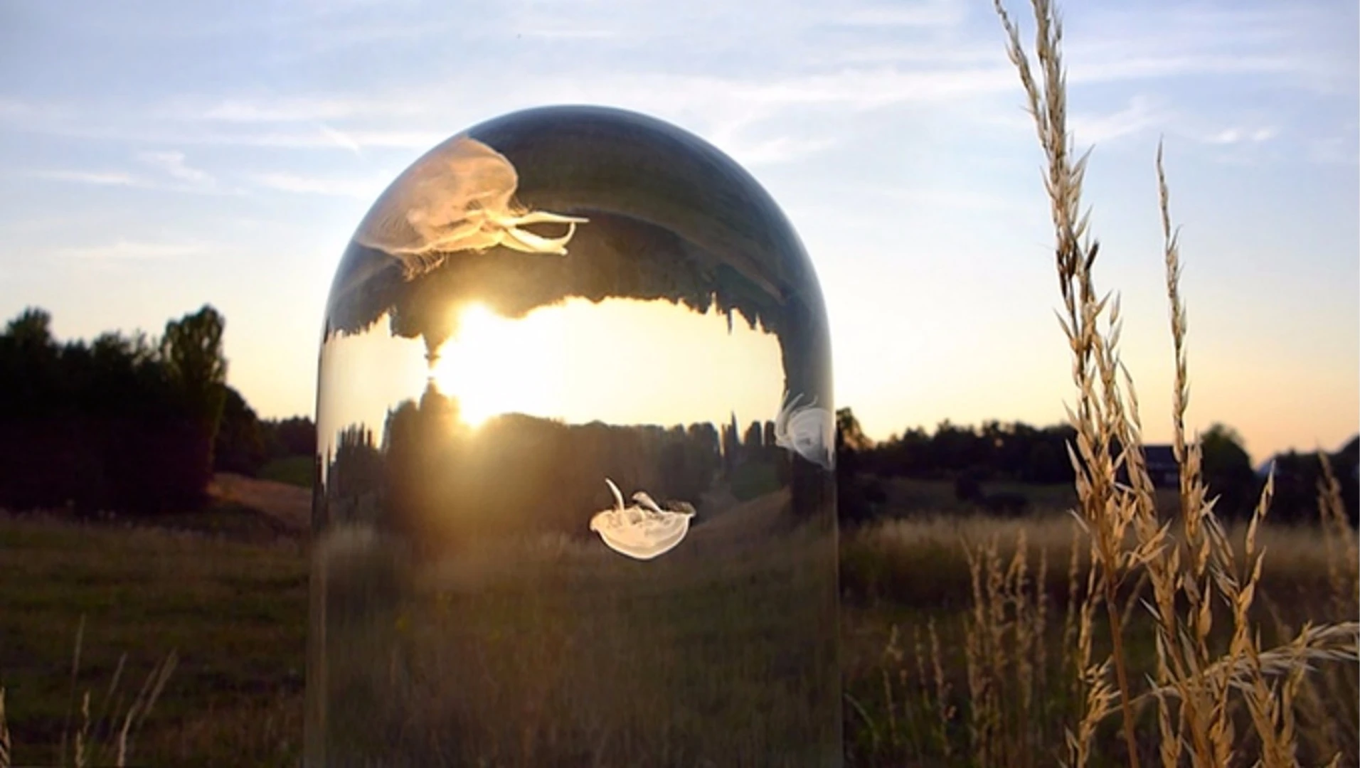 The Darwin Tank is made of borosilicate glass