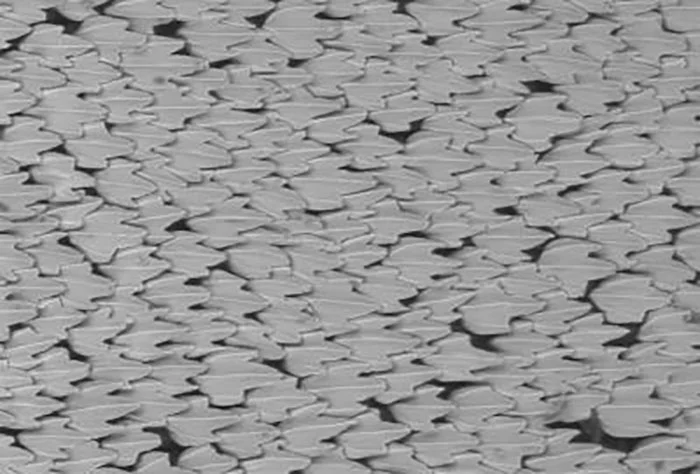 Denticles of the shortfin mako shark from an environmental scanning electron microscope (ESEM)