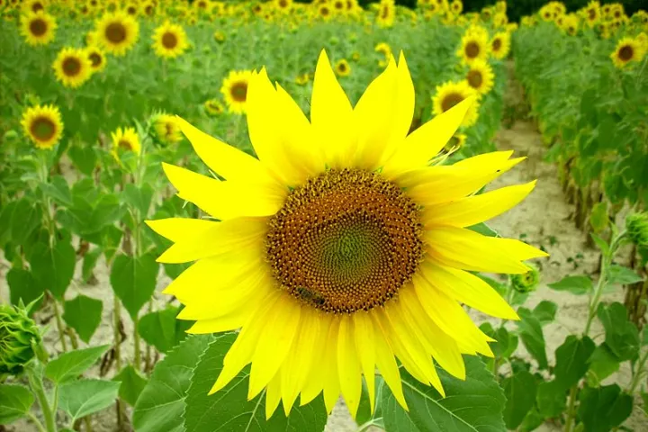 The Fermat spiral found in the spiraling pattern of florets in sunflowers has inspired a more efficient CSP plant layout