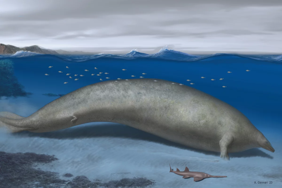 An artist's impression of Perucetus colossus, a newly discovered ancient whale species that may now be the largest animal that ever existed