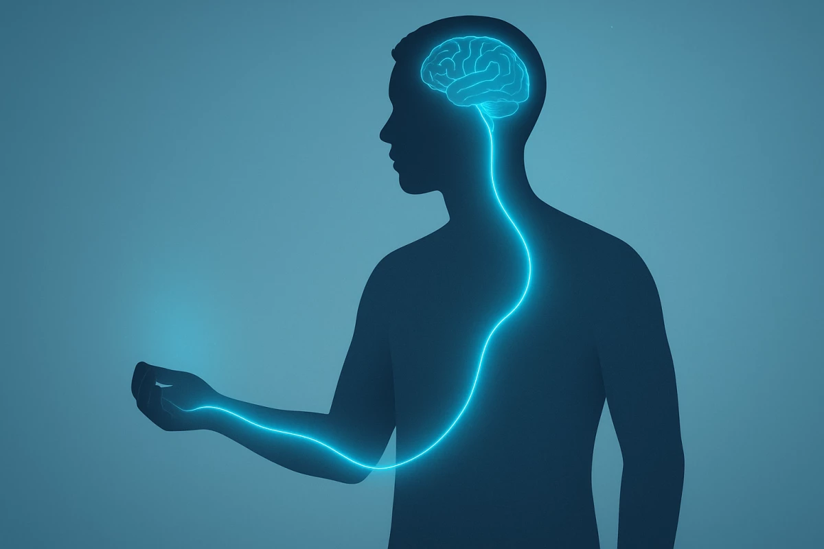 Scientists discover the dedicated skin-to-brain circuit for how we feel and process cold