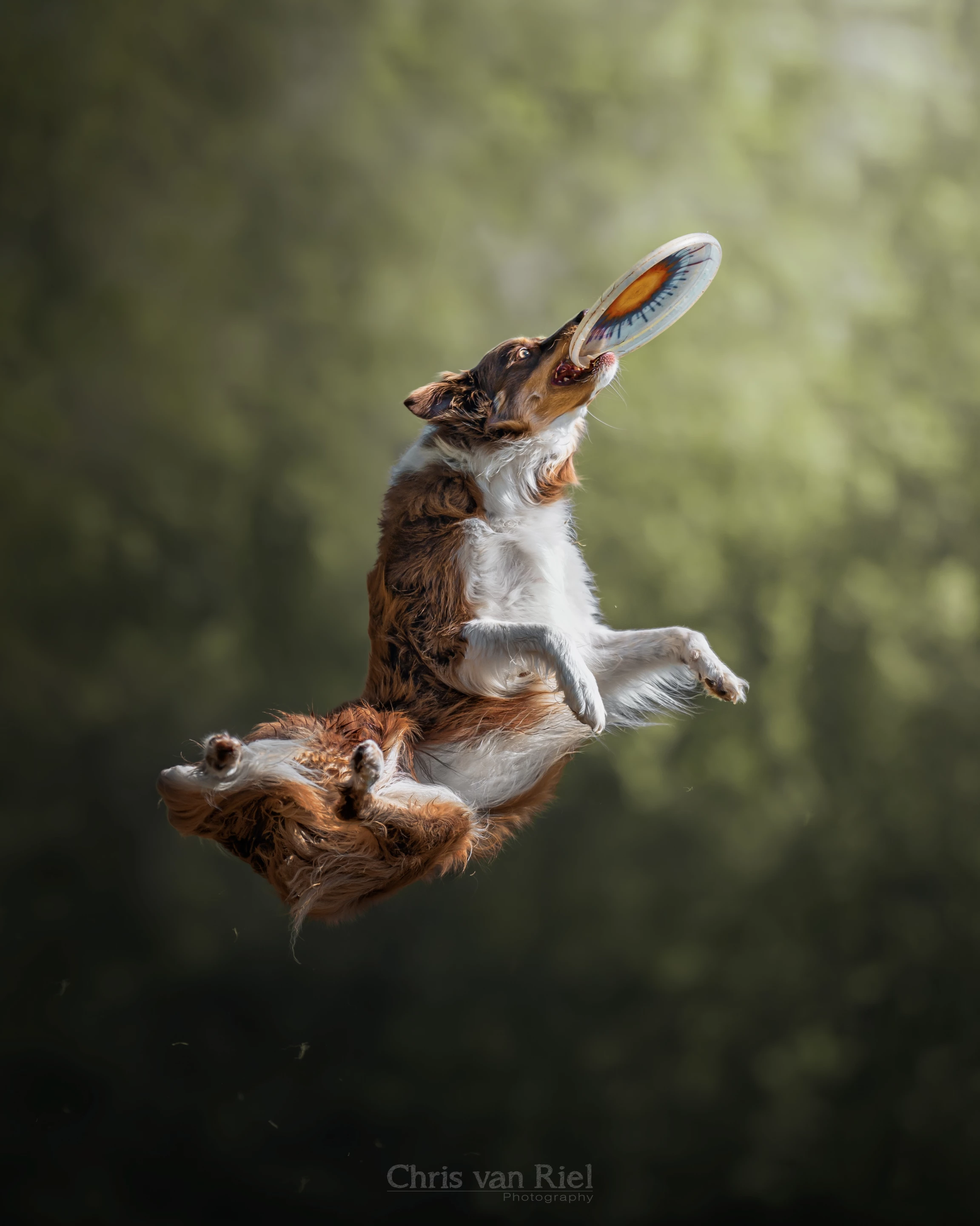 3rd Place / Special/Pets. 'Swirl Twirl'