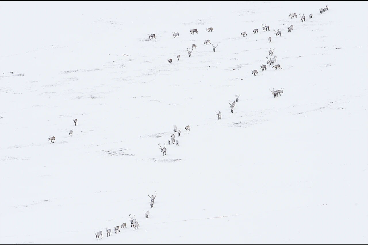 Longest Migration by Peter Mather, Photo Story: Pushing the Limit Winner, Northern Yukon, Alaska and the Arctic National Wildlife Refuge, United States and Canada
