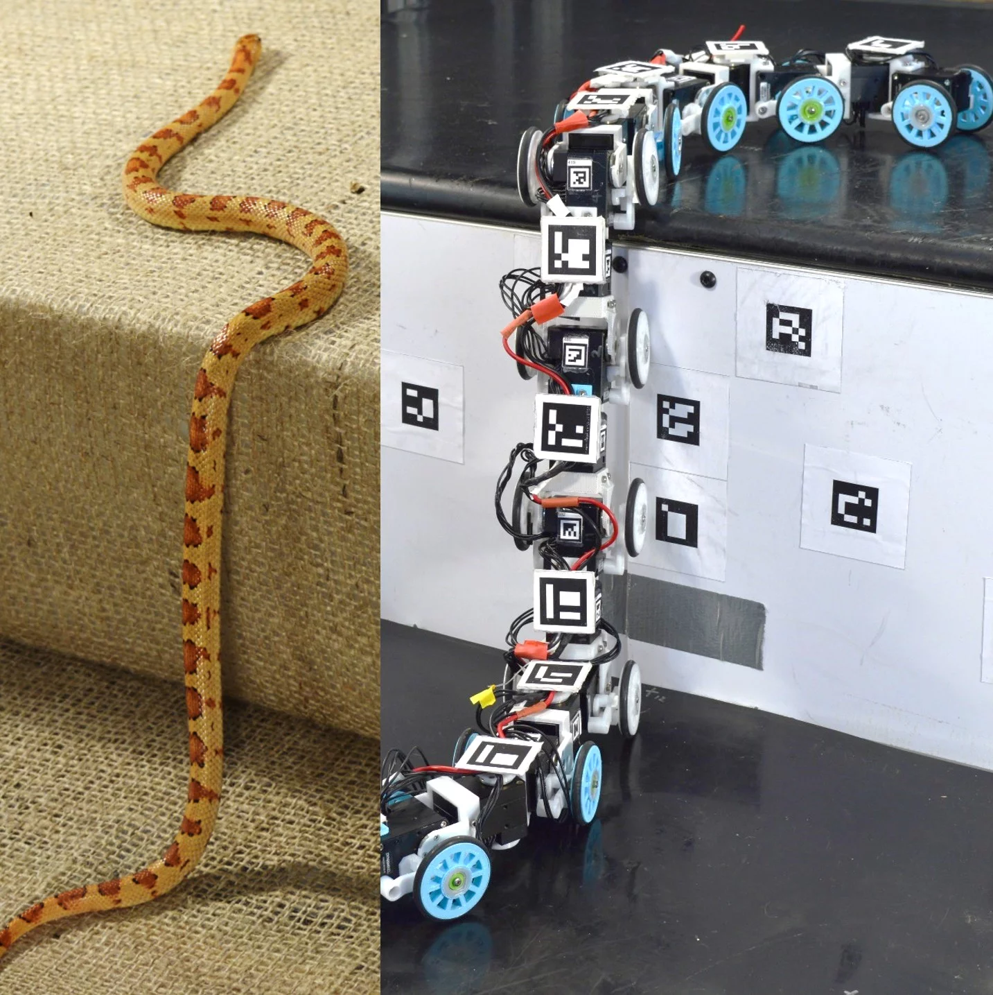 The locomotion of the snake-bot was inspired by how variable kingsnakes tackle obstacles