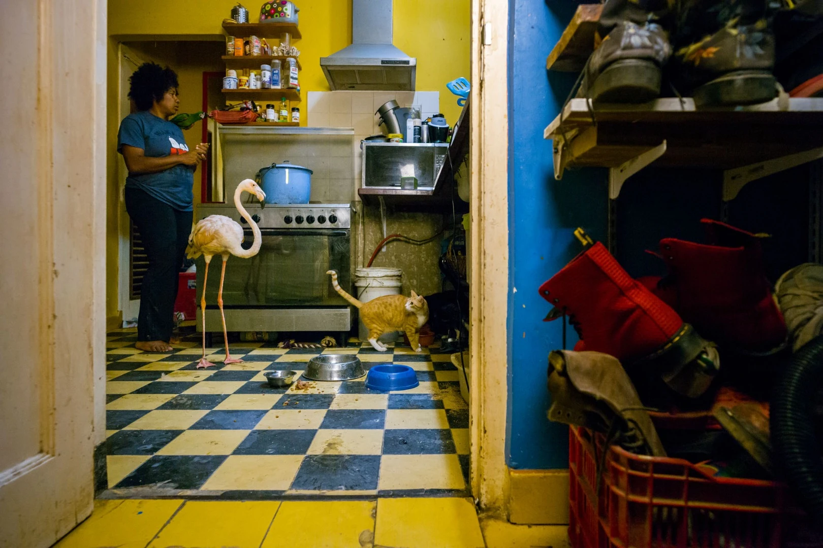 At the end of a long day at her veterinary practice, Odette makes supper, accompanied by Bob and, on her shoulder, Willy, a two-year-old free-flying chestnut-fronted macaw she rescued as a chick. Odette and her son also share their home with nine cats and 10 dogs. Bob is unfazed by his housemates