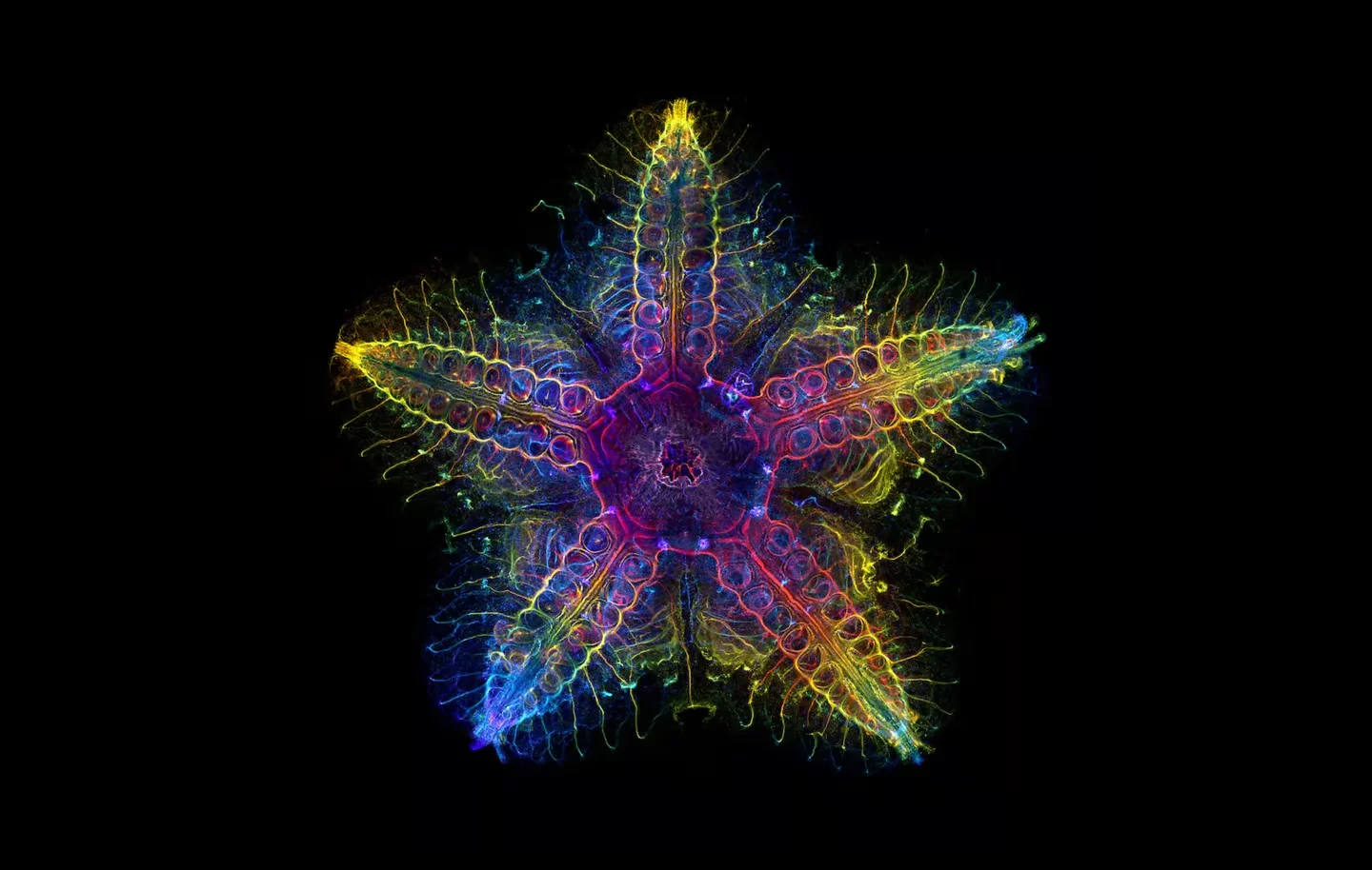 Scientists discover the sea star's 'arms' actually have 'head' genes right down to their ends