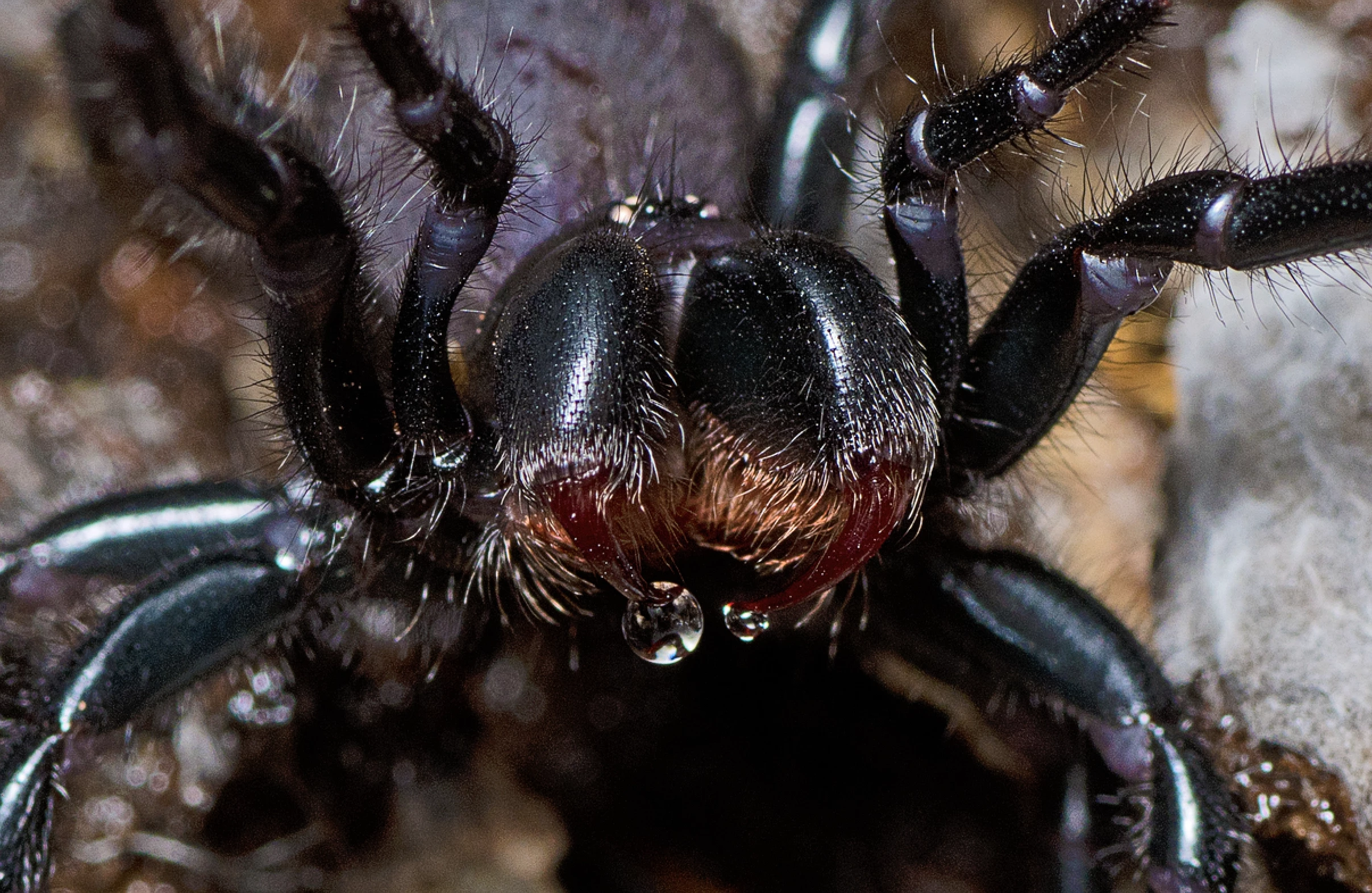 The venom from the K'gari funnel-web may hold the key to some astounding medical breakthroughs