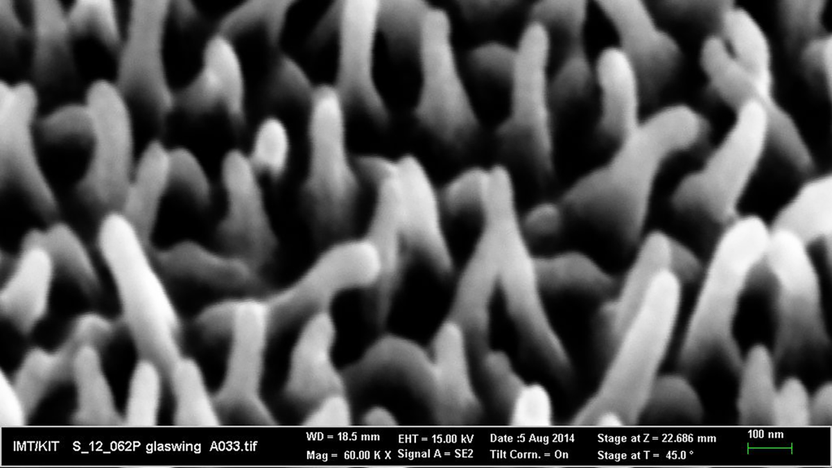 The study identified the irregular height and distribution of the nanostructures on the surface of the glasswing butterfly's wing as the cause of its low-reflective nature (Image: KIT/Radwanul Hasan Siddique)