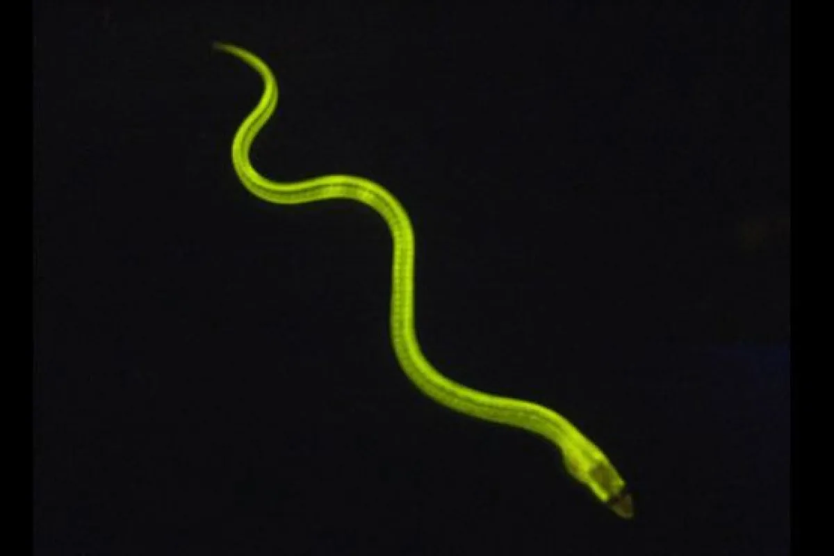 A glowing Japanese freshwater eel – it's more than just tasty