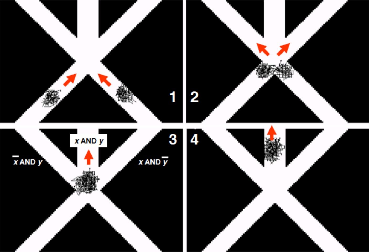 A crab-powered AND gate (Image: Yukio-Pegio Gunji et. al.)