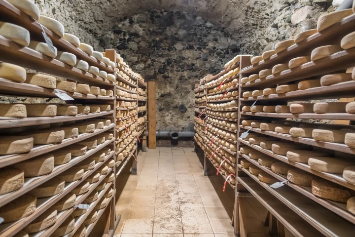 Cheese cave fungi mutate to survive, giving scientists a rare glimpse of evolution