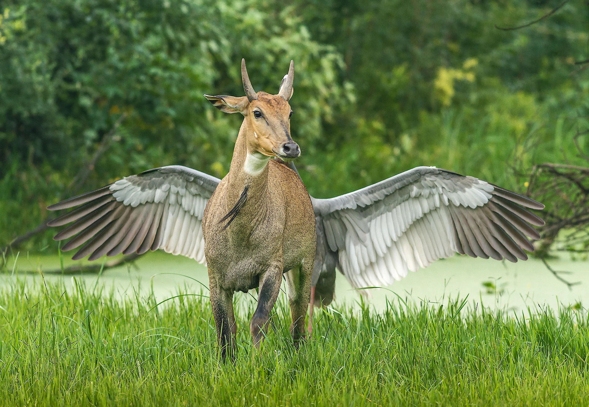 "Pegasus, the flying horse". Bluebull and Indian saras Crane, Keoladeo National Park, India.