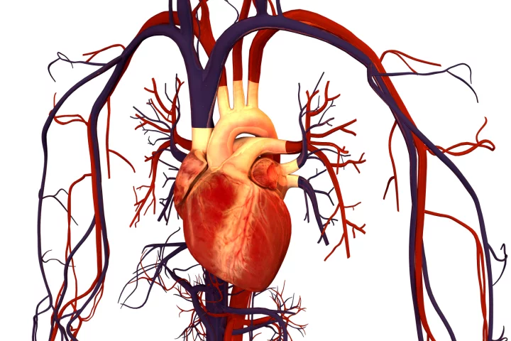 The Tissue Engineering and Regenerative Medicine Lab of the University of Tel Aviv has used advanced nanotechnology tools to create fully-functional surrogate tissue to replace that irreparably damaged by heart attack or cardiac disease