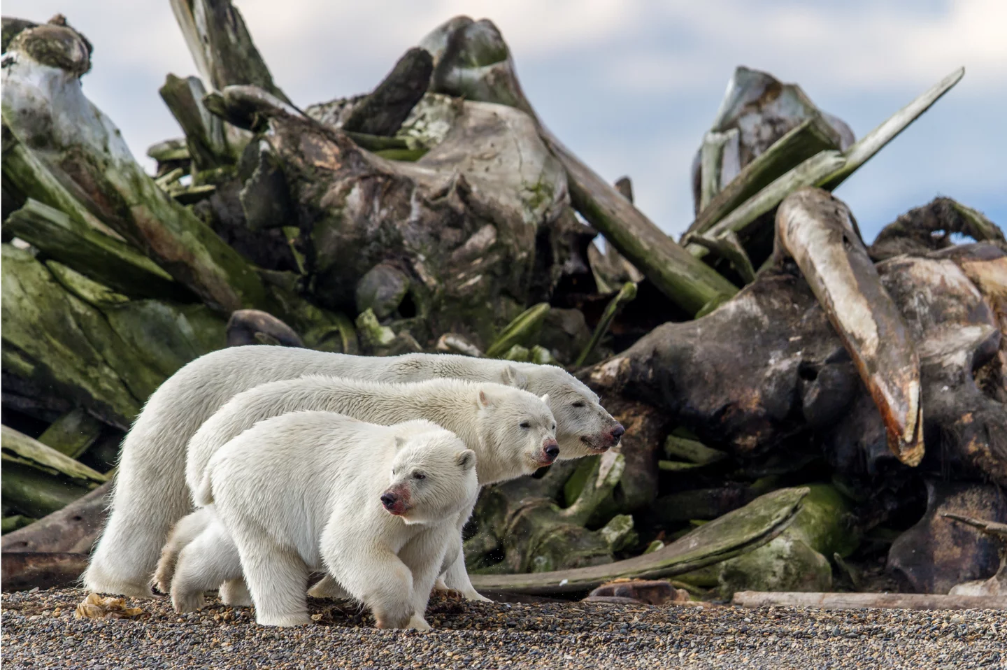 Boneyard Waltz by Daniel Dietrich, Terrestrial Wildlife Finalist, Kaktovic, Alaska