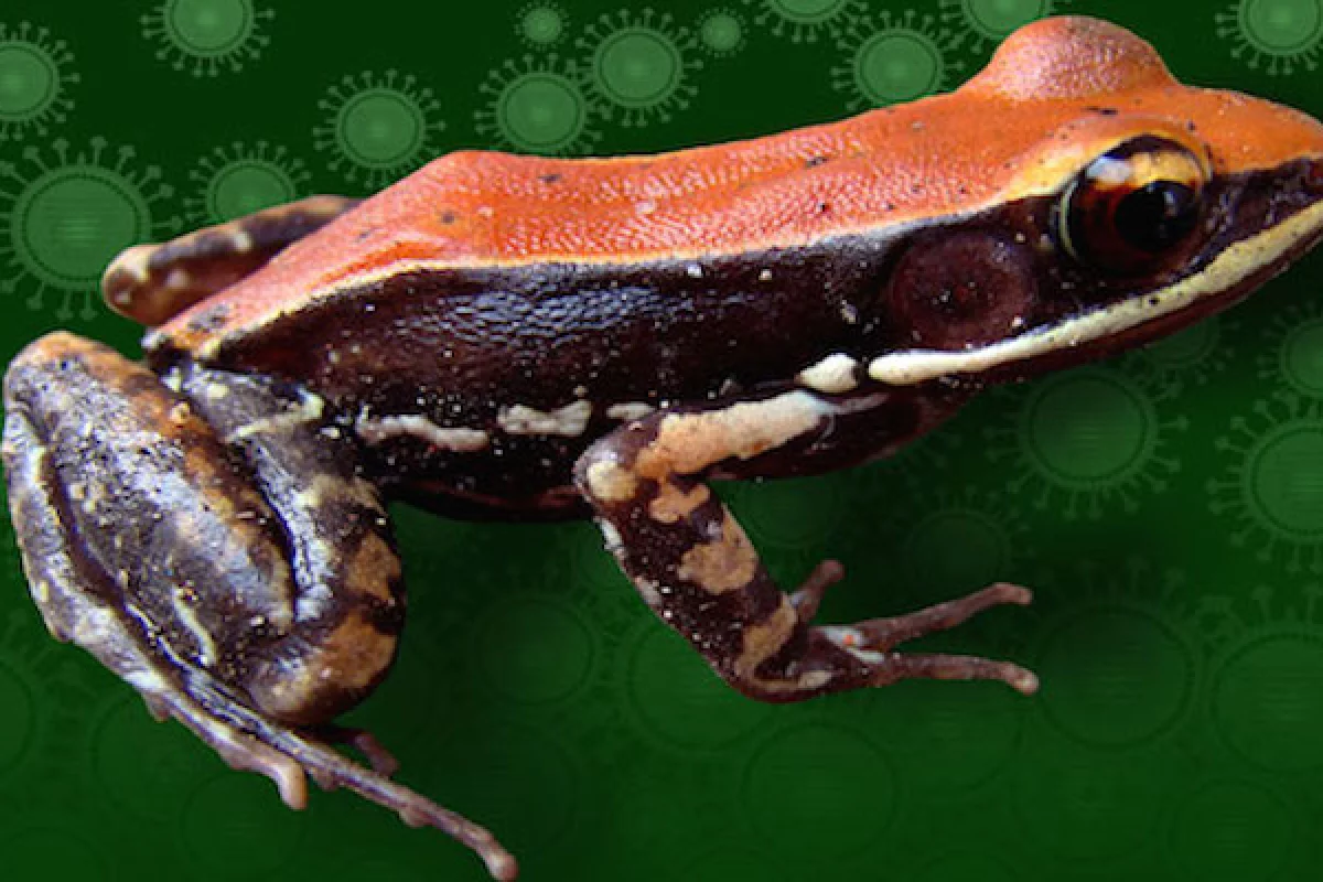 Skin excretions from a southern Indian frog could have flu-fighting properties