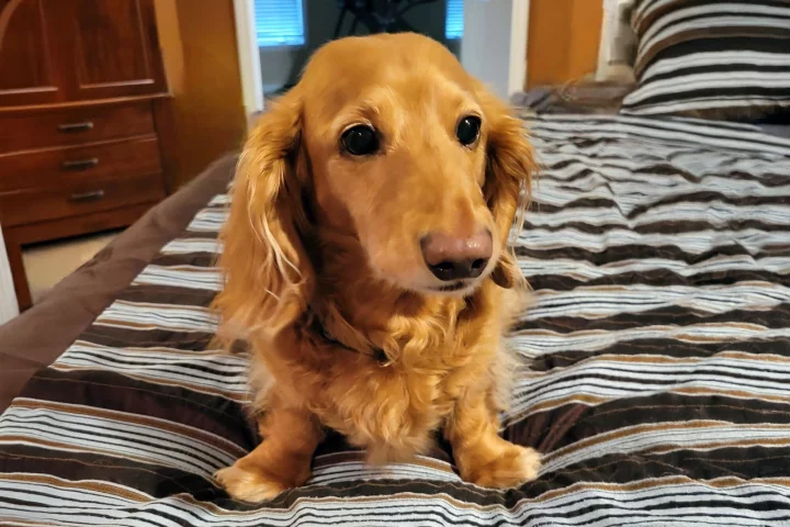 Ten-year-old Winston was the thousandth participant in the longevity drug trial