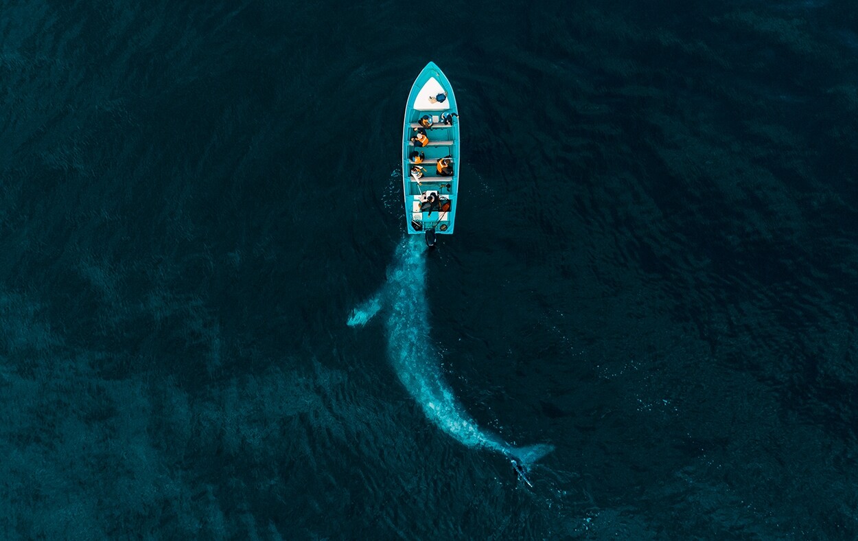 Winner - Nature. Gray Whale Plays Pushing Tourists. Puerto Adolfo Lopez Mateos, Baja California, Mexico