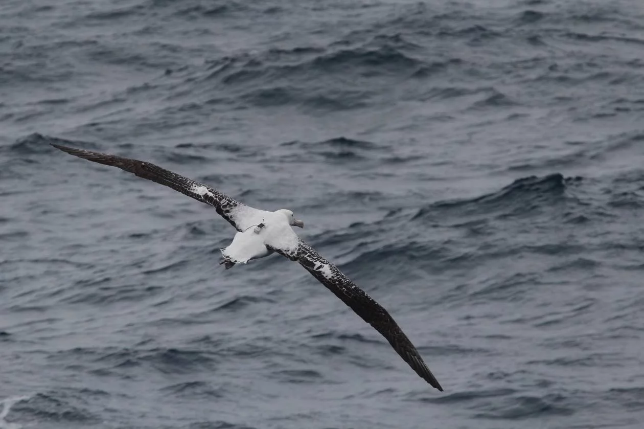 Scientists have used albatross equipped with radar detectors to identify illegal fishing activity