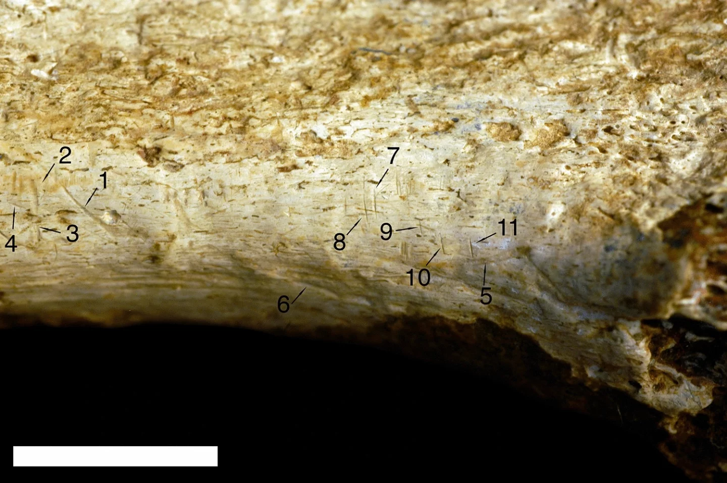 Stone-tool cut marks (numbers 1–4 and 7–11) and two identified as tooth marks (numbers 5 and 6) based on comparison with 898 known bone surface modifications