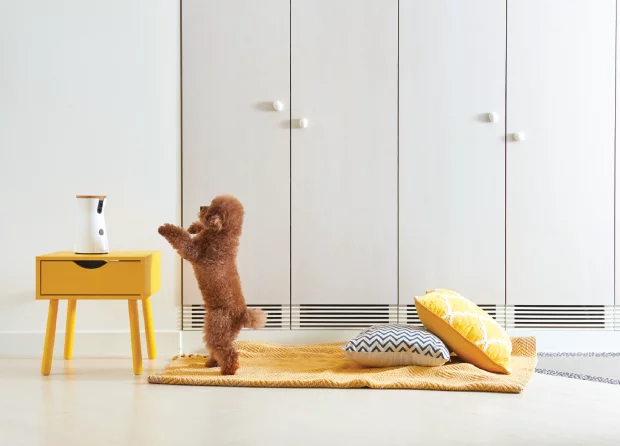 The Furbo will shoot out a treat to placate restless dogs during the day