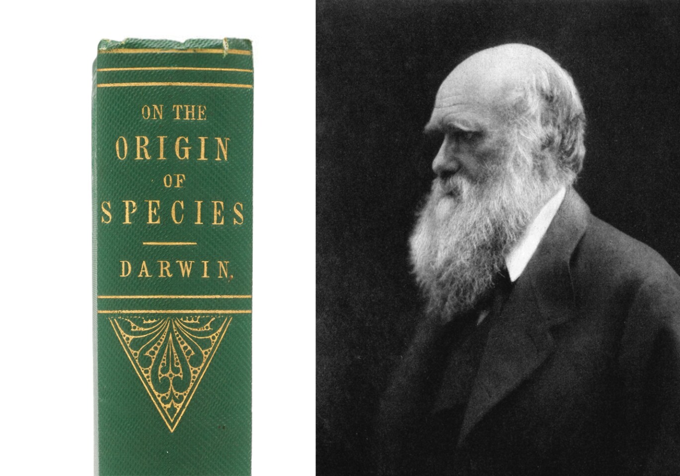 Just 1,200 copies were printed of the first edition of Charles Darwin's masterwork, On the Origin of Species by Means of Natural Selection, and the copy going to auction this week is the first "first edition" to reach auction this year, and is an early presentation copy