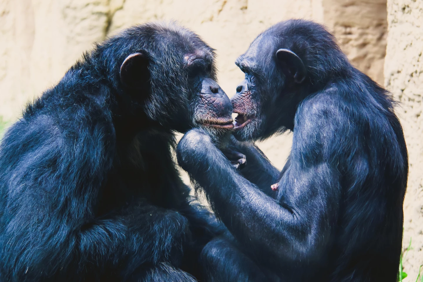 Kissing is rare in non-human animals, but is a behavior seen in some of our closest relatives – like the chimpanzee