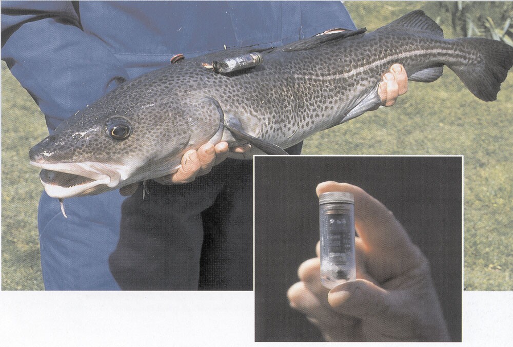 By tagging cod fish with data logging thermometers, European scientists have attained a better understanding of how the fish will tolerate rising ocean temperatures (Photos: Codyssey)