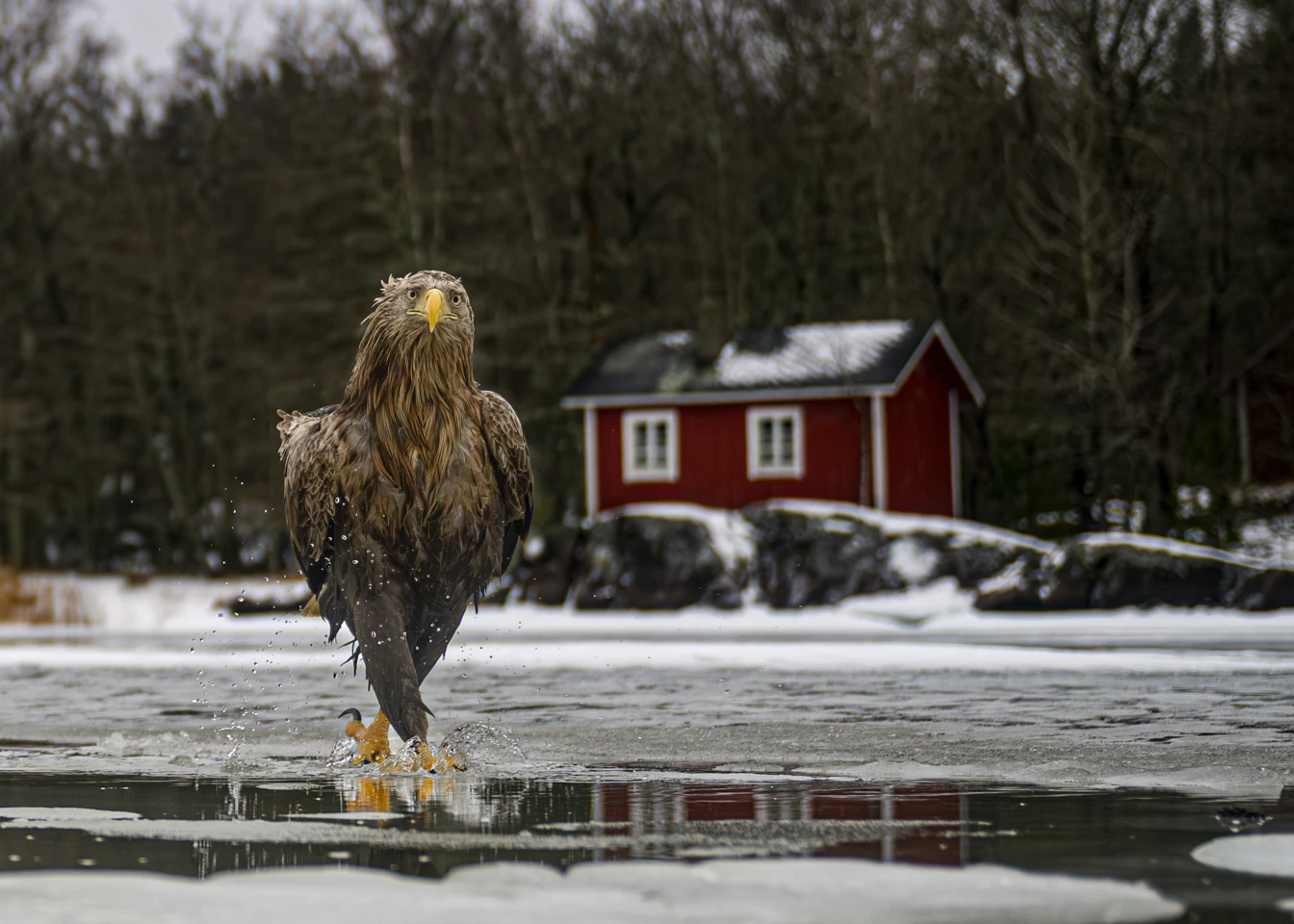 "Fashion fades. Feather coats are forever" – Tapani Linnanmäki (Finland)