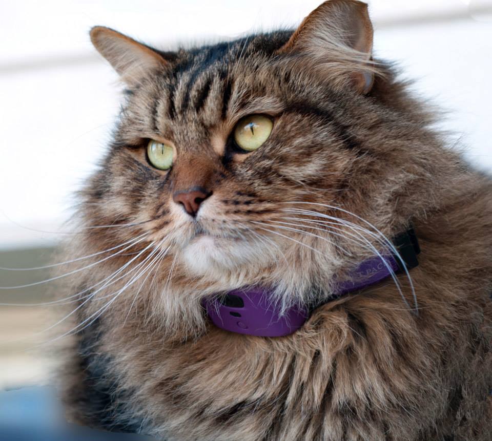 It comes in three sizes, one of which should reportedly fit any dog or cat weighing 8 lb (3.6 kg) or more