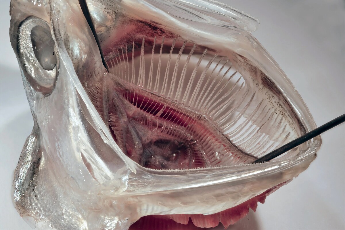 Anchovy-inspired appliance could keep microplastics from leaving your laundry