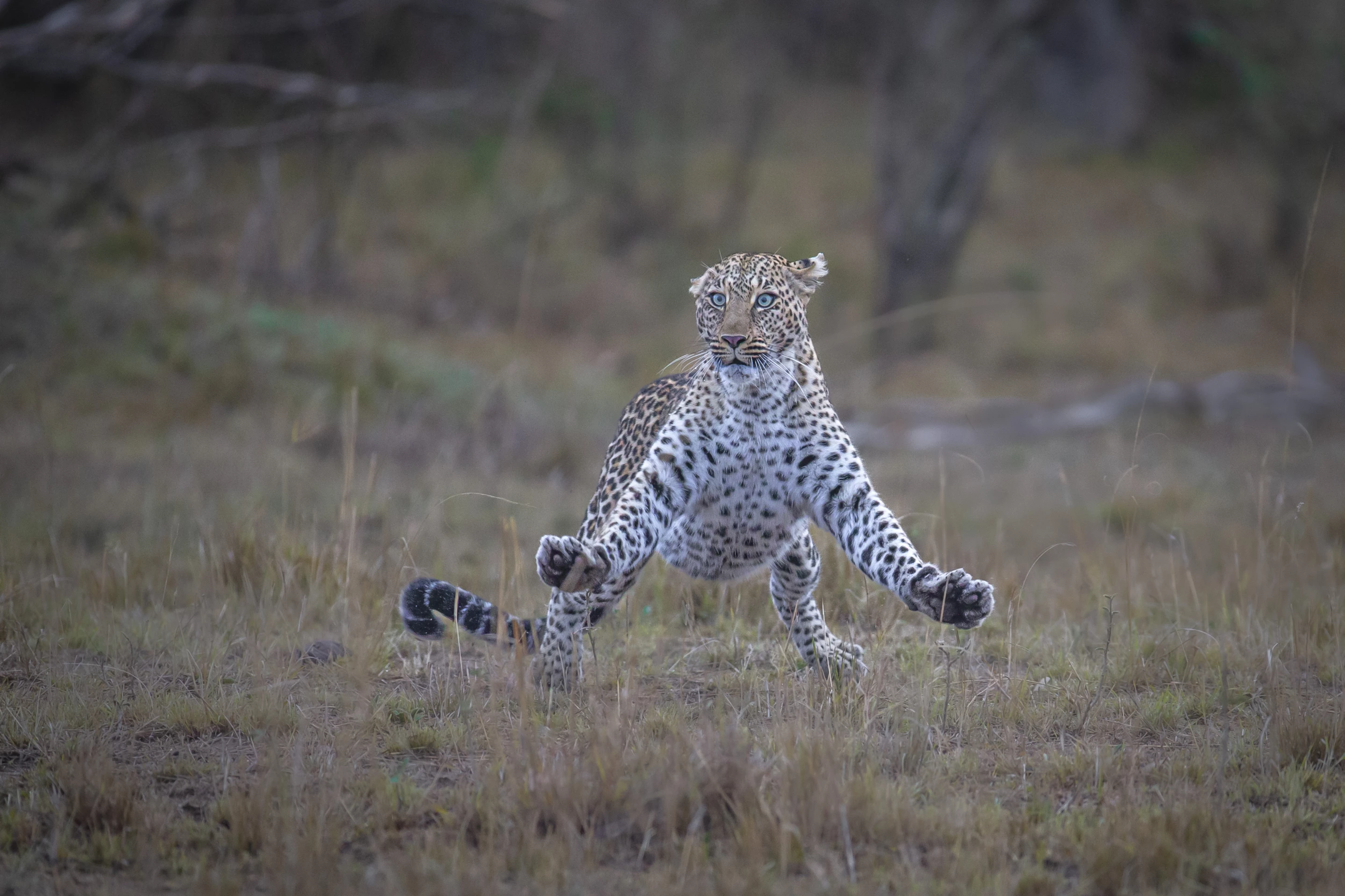 "Air apparent" : Leopard, Masai Mara
