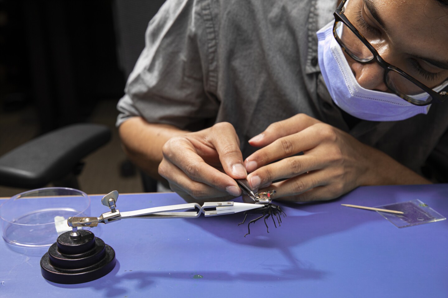 Co-lead author Vikram Iyer attaches the electronics to the beetle