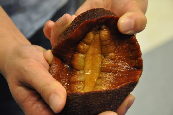 A UCR researcher is taking inspiration from the teeth of a marine snail to build the technology that could lead to more efficient solar cells, fast-charging batteries, and abrasion-resistant clothing (Image: UCR)