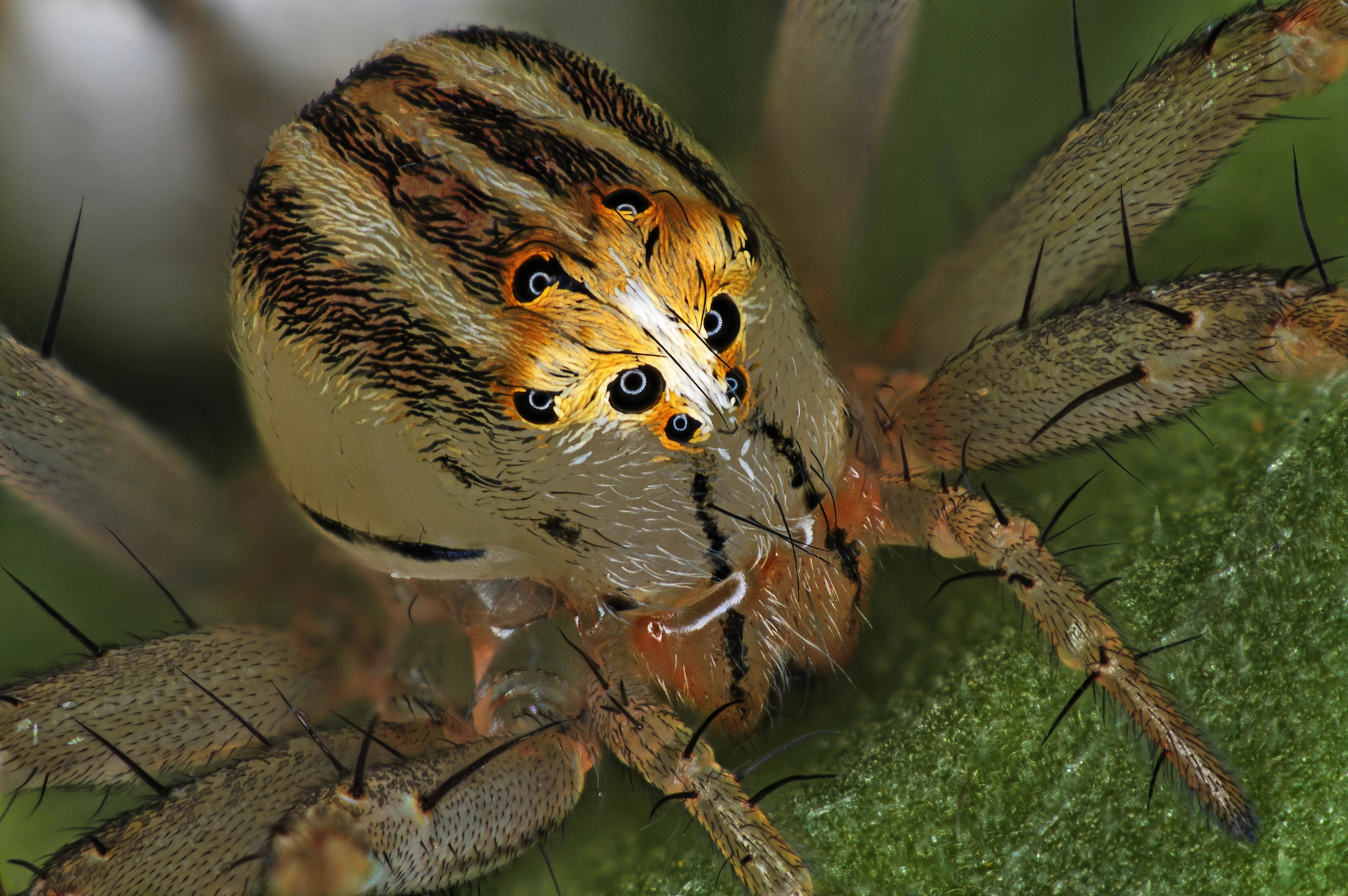 14th Place winner. Female Oxyopes dumonti (lynx) spider