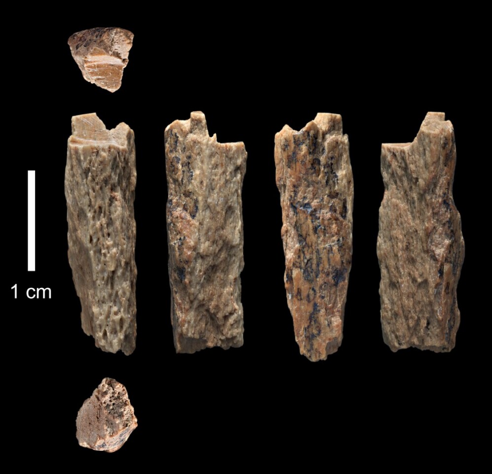 The researchers studied the genome of this bone fragment, found in Denisova Cave, Russia