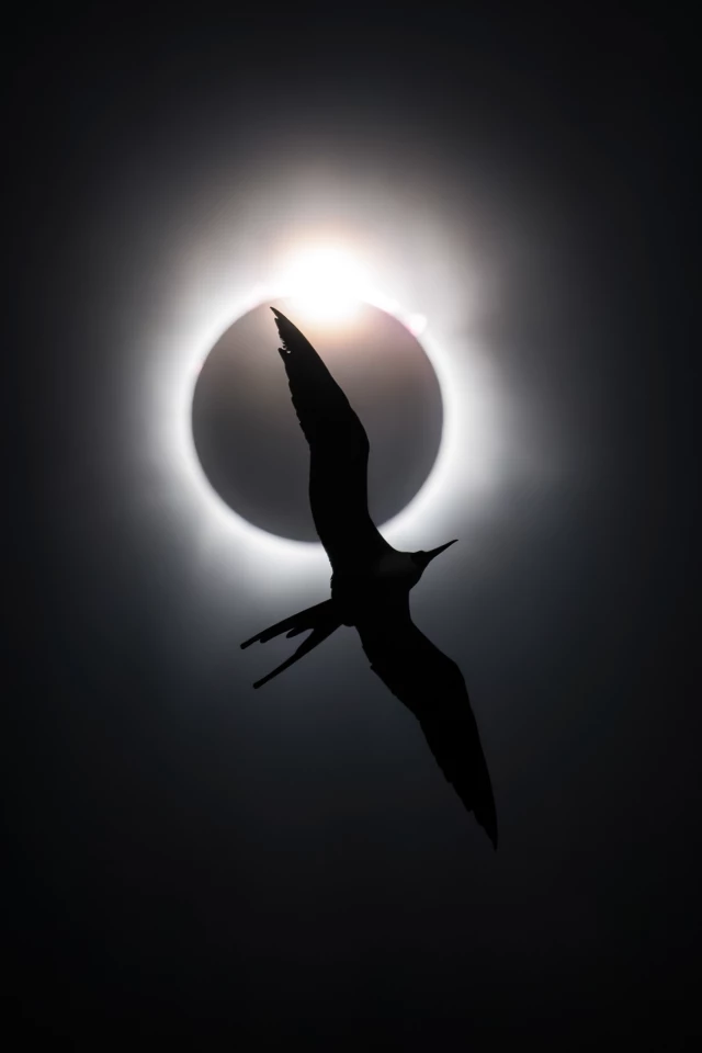 Birds in Flight: Gold Award and Bird Photographer of the Year 2025 Magnificent Frigatebird (Fregatta magnificens) by Liron Gertsman (Canada)
