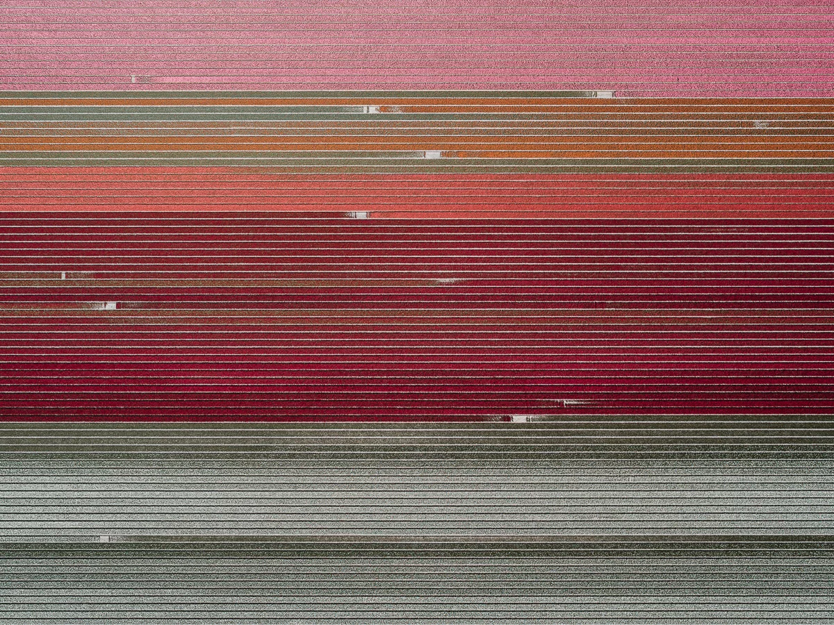 The Tulip Series: Every year Dutch farmers grow two billion tulips. They all bloom for a few weeks in April and May and nearly 1,000 different colors and cultivars are bred