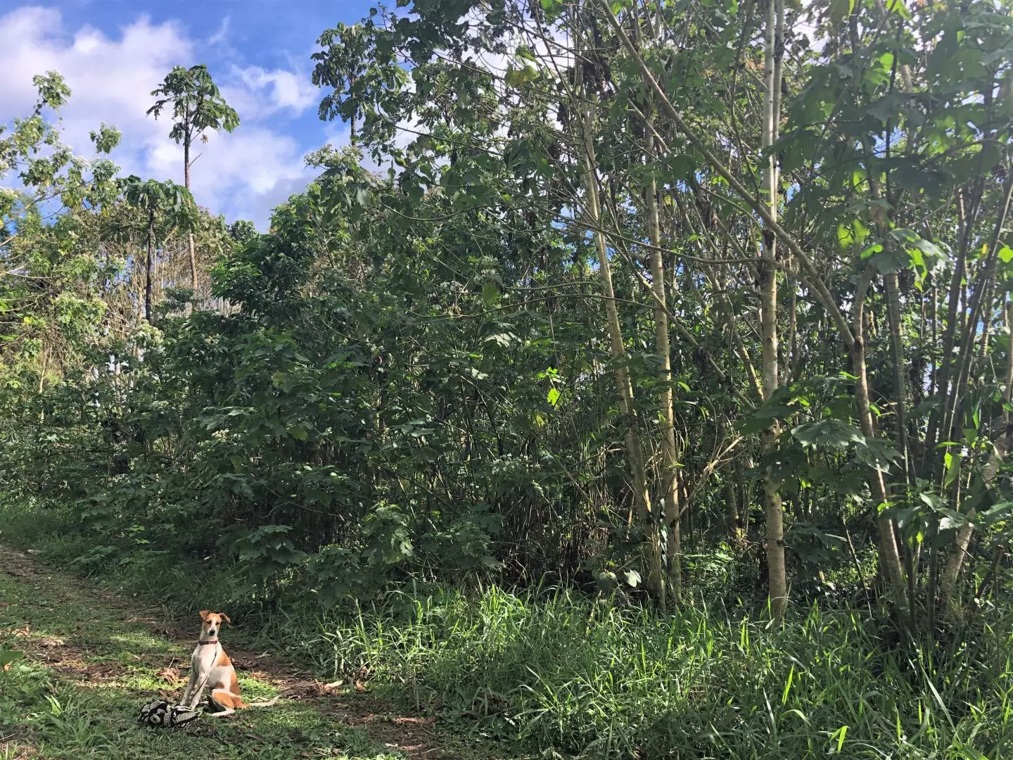 The coffee pulp-treated land, three years later