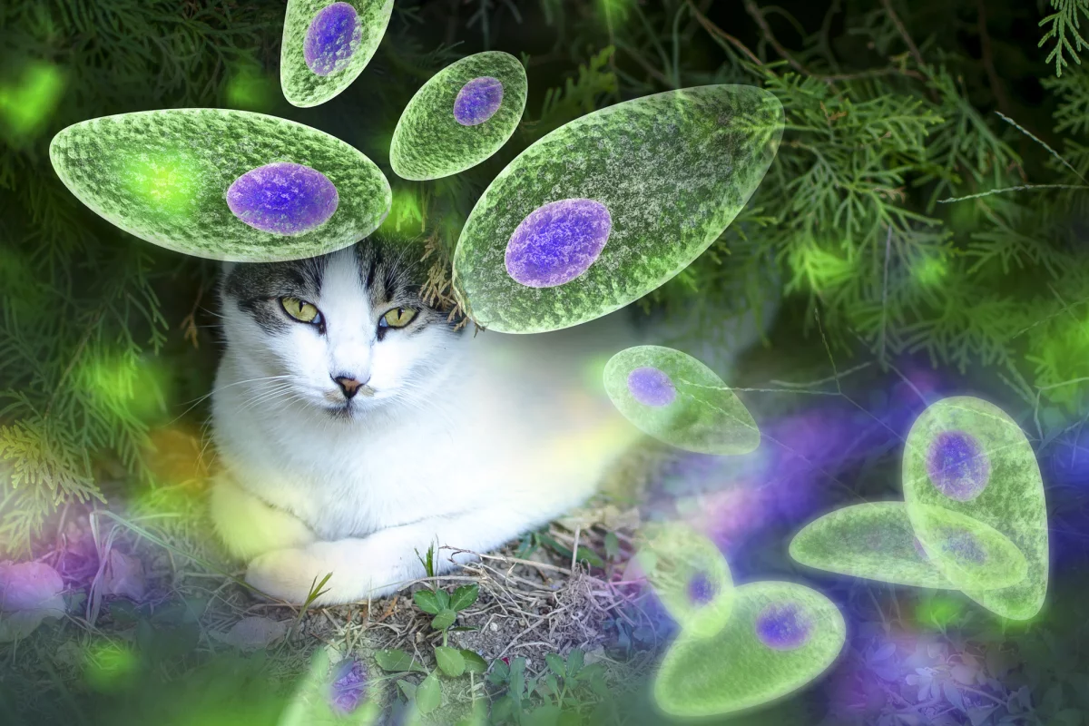 The common "cat poop" parasite, Toxoplasma gondii, could be engineered to deliver drugs to the brain to treat a range of neurological diseases
