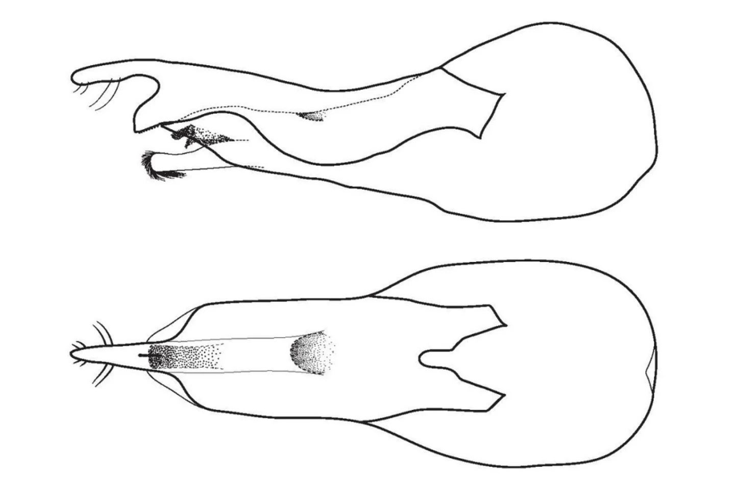 This sketch of the beetle's genitalia shows that, in lateral view, it looks remarkably like a regular bottle opener