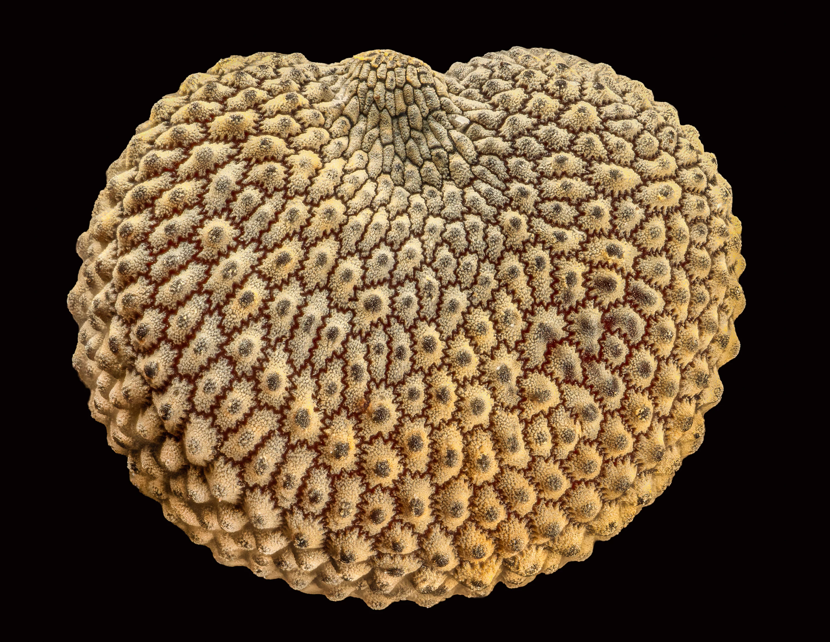 19th place: Seed of a Silene plant