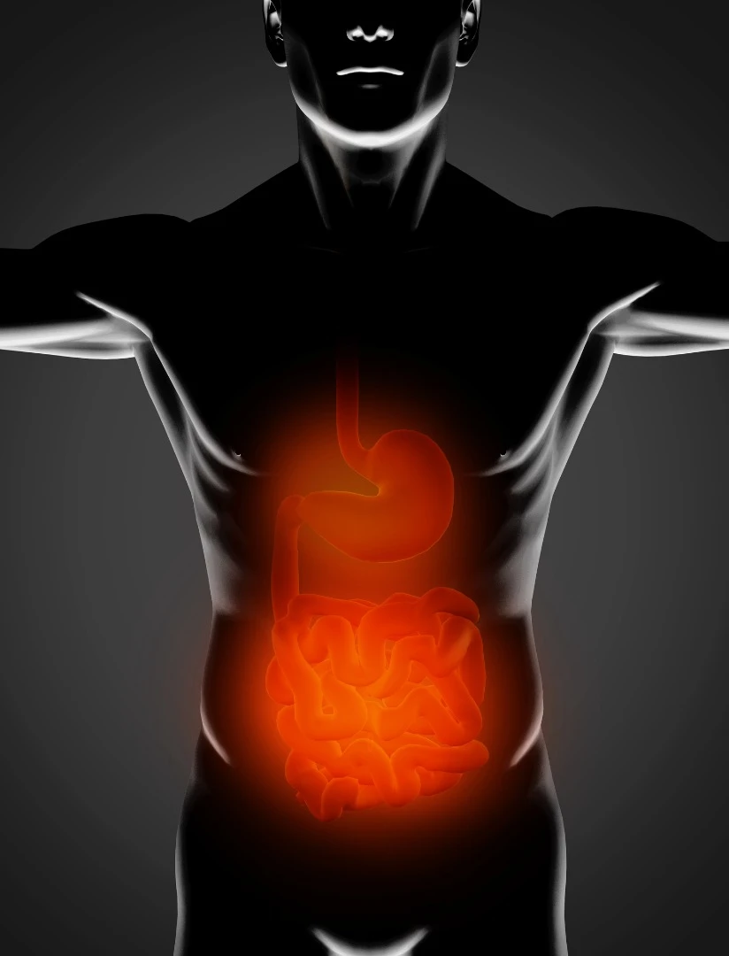 A study in mice has revealed the role bacteria play in enhancing the body's ability to absorb fat