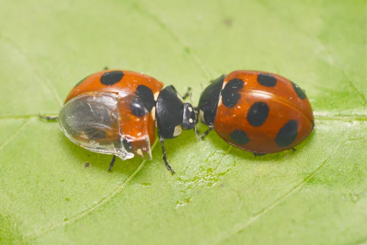 The "visible ladybug," at left