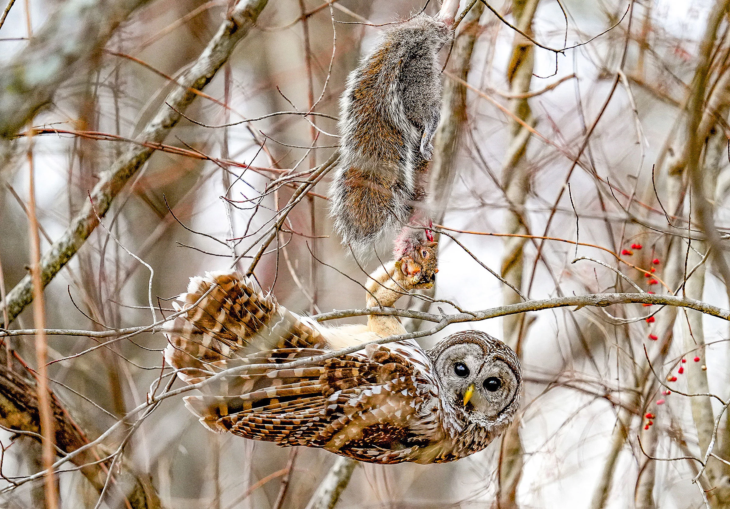 Amateur Honorable Mention: Barred owl xxx by Erin Boisvert, Deep Brook Preserve. Newtown, CT, US