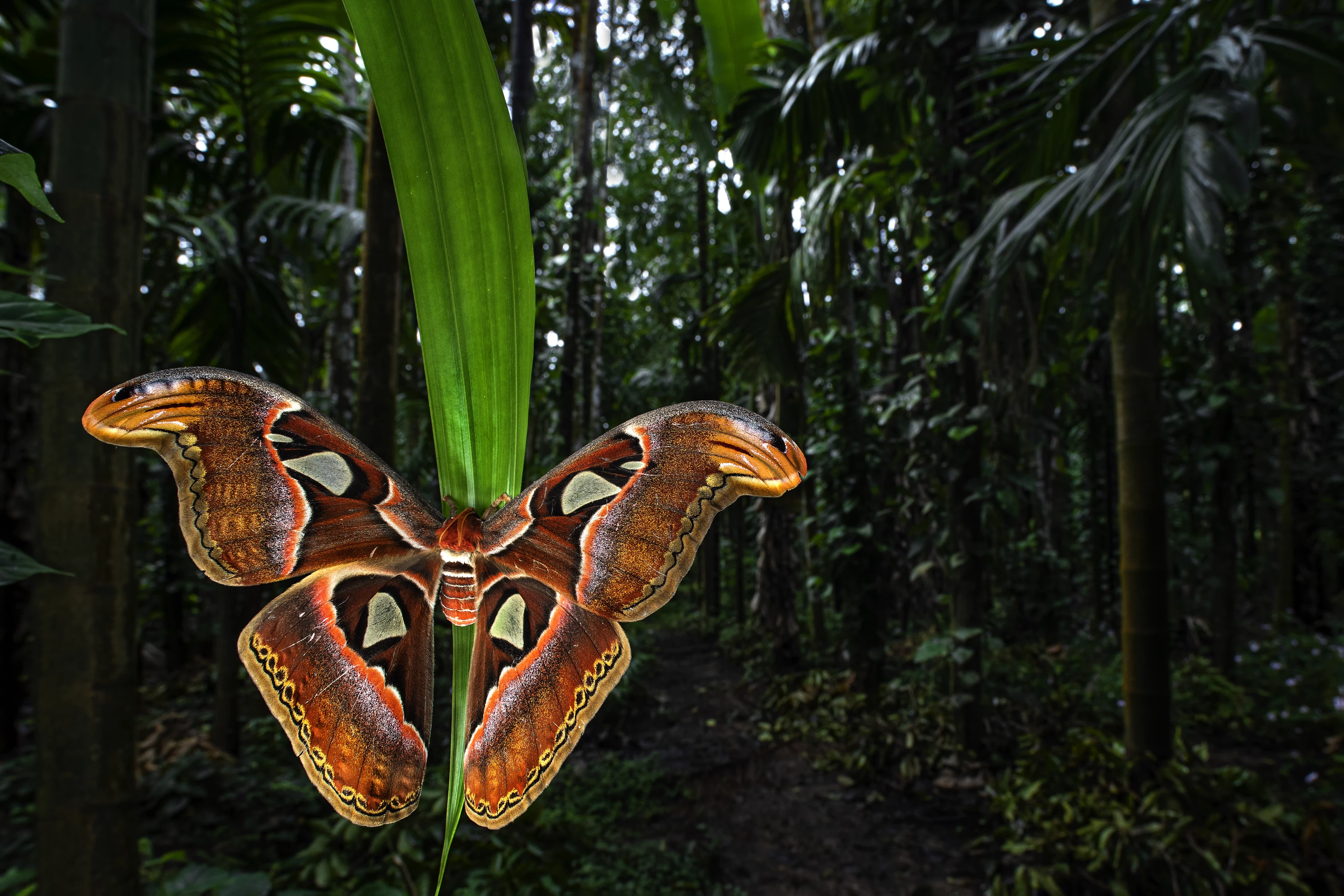 2nd Place - Butterflies. An Atlas moth (Attacus atlas) at a areca nut plantation in Sirsi, India