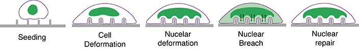 An illustration of how the cell deforms while sitting atop the array to cause the nuclear membrane to open temporarily