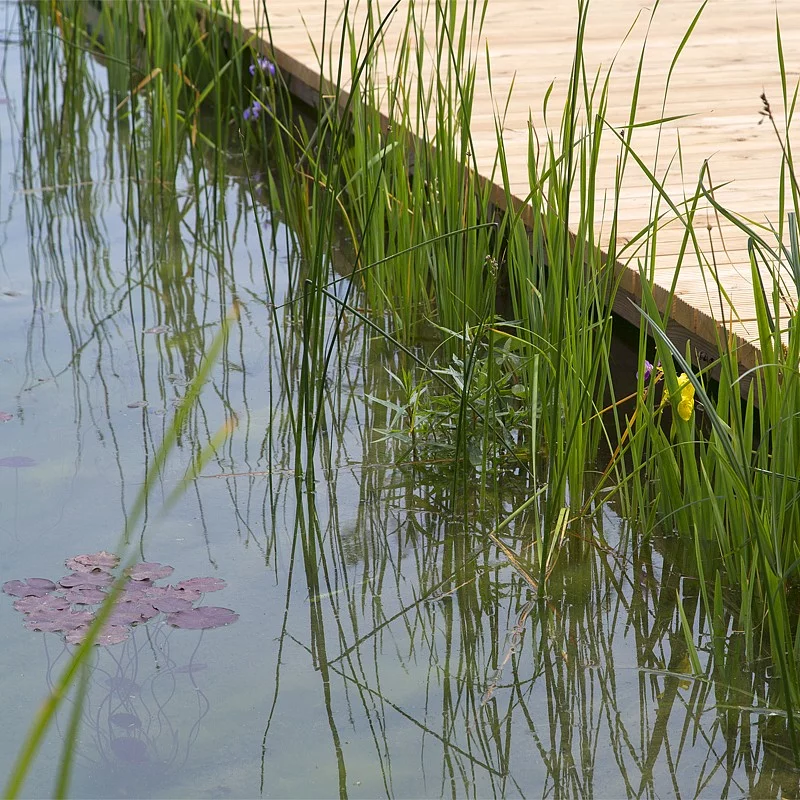 Aquatic plants kill off germs while absorbing nutrients from the water for growth (Photo: Helen Schneider)