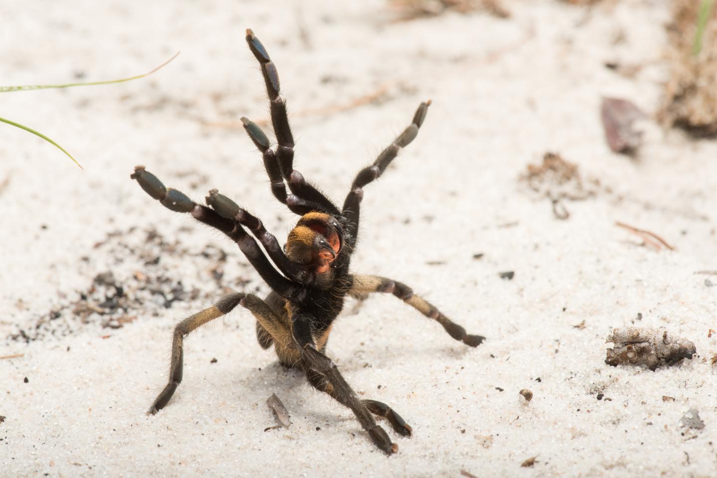 This is an individual of the newly described species (Ceratogyrus attonitifer) in defensive posture