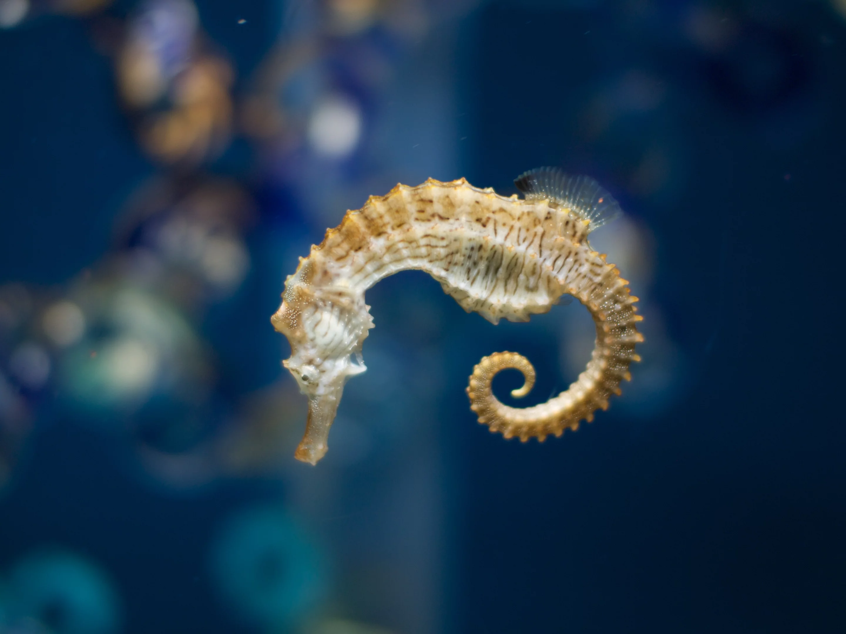 Seahorse tails are prehensile, like a monkey's (Photo: shellac)