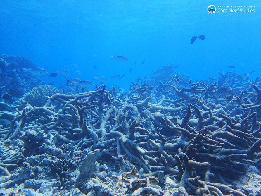 Coral bleaching occurs as a result of abnormal sea conditions, such as warmer or colder temperatures